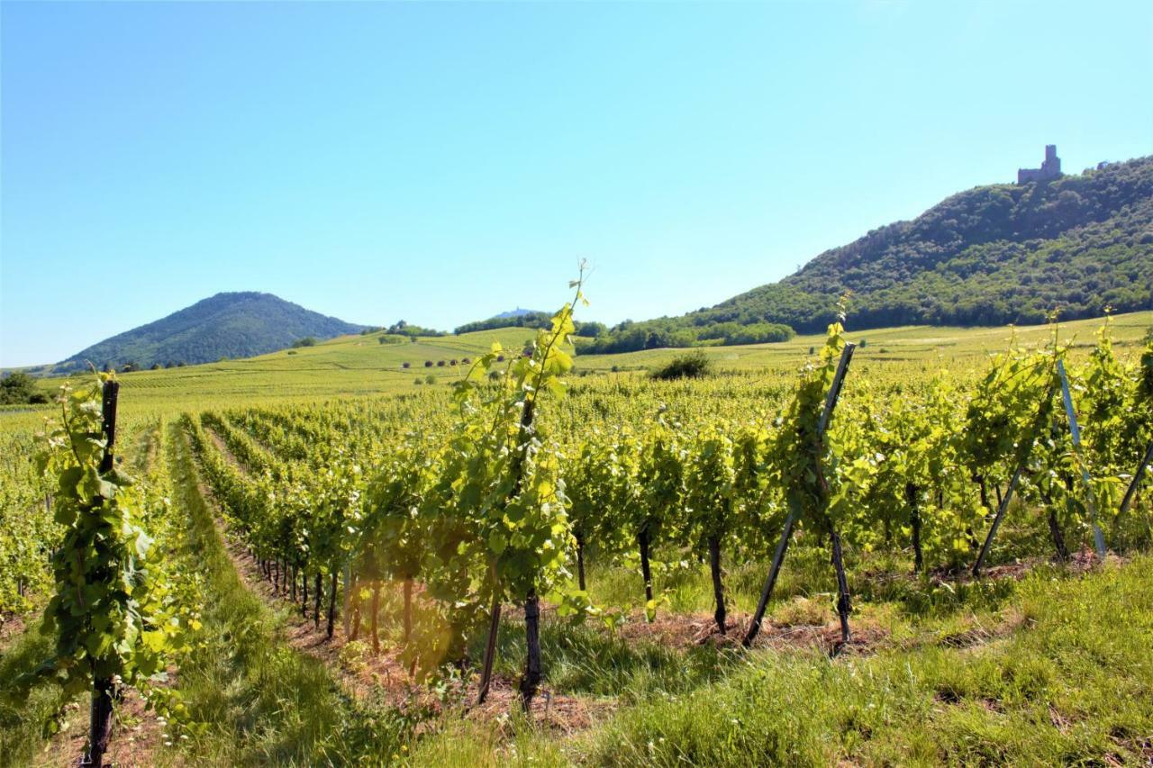 La Halte Des Vignes - Route Des Vins D'Alsace Lejlighed Scherwiller Eksteriør billede